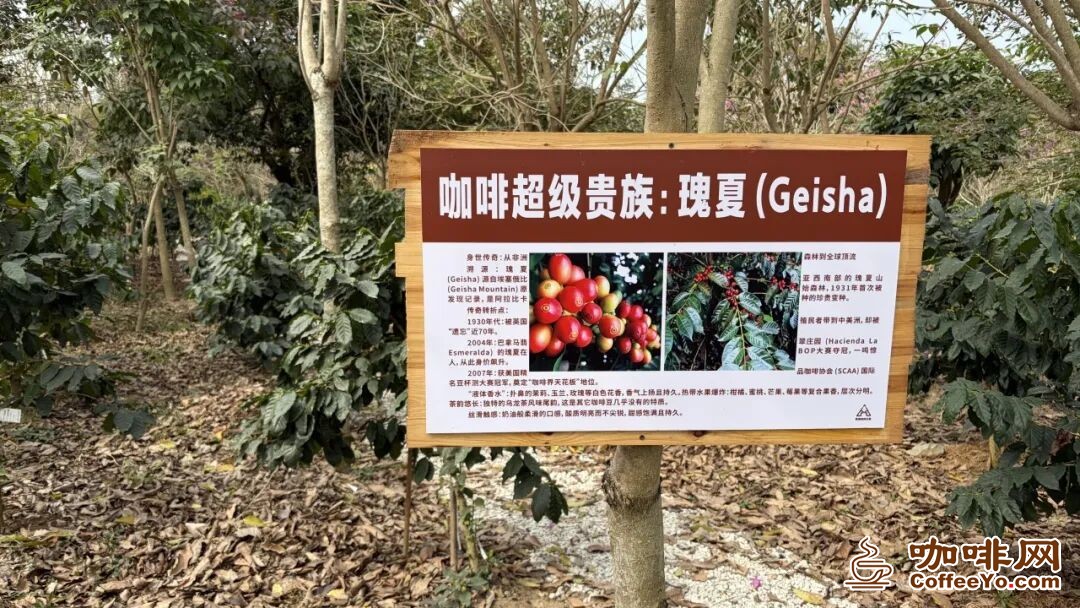 咖啡网