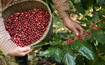 中国云南咖啡介绍 Introduction to Yunnan Coffee in China