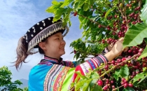 云南咖啡的主要产地在哪里？Where are the main coffee producing areas in Yunnan?