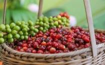 上半年出口货值达6.5亿元 云南咖啡加快"出海"步伐 In the first half of the year, the export value of Yunnan coffee reached 650 million yuan, accelerating the pace of "going global"