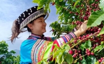 云南咖啡厂有限公司（原云南咖啡厂）介绍 Introduction to Yunnan Coffee Factory Co., Ltd. (formerly Yunnan Coffee Factory)