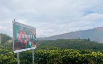 &ldquo;云南时间农业&rdquo;让云南的咖啡香味，飘向世界 Yunnan Time Agriculture "brings the aroma of Yunnan coffee to the world
