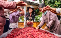 云南咖啡种植者赚得盆满钵满 Yunnan coffee growers earn a lot of money