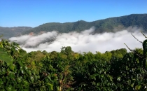 中国咖啡主要产地介绍 Introduction to the main coffee producing areas in China