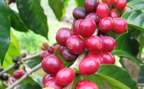一杯云南咖啡里的绿色发展之路The Green Development Path in a Cup of Yunnan Coffee