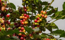 云南小粒咖啡介绍 Introduction to Yunnan Small Grain Coffee