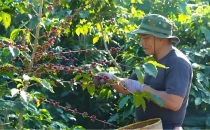 中国云南今年咖啡收成情况预测 Forecast of coffee harvest in Yunnan, China this year