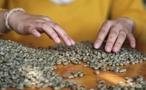 洲际交易所阿拉比卡咖啡期货涨幅超9%Intercontinental Exchange Arabica Coffee Futures Rise Over 9%