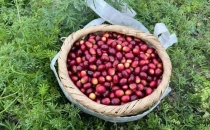 我最爱的云南咖啡，终于有货了 My favorite Yunnan coffee is finally in stock