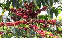 专家齐聚保山研讨咖啡深加工技术Experts gather in Baoshan to discuss coffee deep processing technology