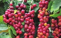 咖啡：从热带乔木到世界饮品的植物传奇Coffee: A Plant Legend from Tropical Trees to World Beverages