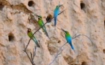云南有一家为&ldquo;中国最美小鸟&rdquo;让路的咖啡工厂 There is a coffee factory in Yunnan that makes way for the "most beautiful bird in China"