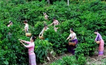 主题银行助力 云南咖啡产业&ldquo;一路生金&rdquo;Theme banks assist Yunnan's coffee industry in generating gold along the way