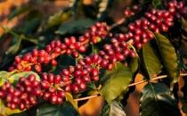 勐海：红果映初心 咖啡助振兴Menghai: Red Fruit Reflecting Original Heart Coffee Helps Revitalize