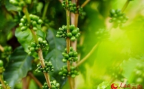 云南孟连十余万亩咖啡进入挂果期More than 100000 acres of coffee in Menglian, Yunnan have entered the fruiting period
