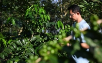 从&ldquo;豆子&rdquo;到&ldquo;杯子&rdquo; 江门打造咖啡产业全链条体系From "beans" to "cups", Jiangmen builds a complete chain system for the coffee industry