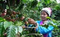 观云台｜咖啡豆也&ldquo;内卷&rdquo;？在临沧，看&ldquo;金豆&rdquo;如何诞生Observing the cloud platform - Are coffee beans also 'rolling in'? In Lincang, watch how "Golden Beans" were born