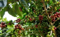 西定乡产出世界顶级咖啡豆Xiding Township produces world-class coffee beans