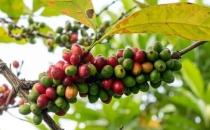 你爱喝的阿拉比卡咖啡&ldquo;濒危&rdquo;，科学家想了 3 招The Arabica coffee you love to drink is' endangered ', scientists have come up with 3 tricks