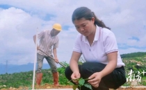 油茶树下种咖啡，江门这个镇有了&ldquo;林下经济&rdquo;新打法Planting coffee under oil tea trees, Jiangmen town has a new strategy of "forest economy"