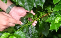 荔枝树下种咖啡 咖啡豆里飘&ldquo;广味&rdquo;｜&ldquo;啡&rdquo;跃广州&middot;全链向上Planting coffee under lychee trees, the coffee beans are filled with "broad flavor" - "coffee" jumps to Guangzhou, the whole chain is moving upwards