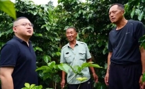 新闻透视镜｜龙陵：精耕高海拔咖啡 走特色振兴路News Perspective Mirror - Longling: Cultivating High Altitude Coffee with Distinctive Revitalization Path