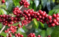 保山以科技创新驱动咖啡产业高质量发展Baoshan drives high-quality development of coffee industry with technological innovation