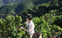 咖啡，还得是云南的香！Coffee must be the aroma of Yunnan!