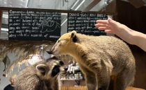 从袋鼠到食蚁兽，00后姑娘开了13家异宠咖啡店From kangaroos to anteaters, post-2000s girls have opened 13 exotic pet coffee shops