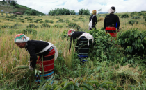从34亩到1120亩：云南沧源探索咖啡稻谷套种助农新模式From 34 acres to 1120 acres: Exploring a new model of coffee rice intercropping to assist agriculture in Cangyuan, Yunnan