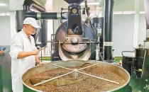 一颗豆串联山海情&mdash;&mdash;云县咖啡产业的逆袭与共富之路A Bean Connecting Mountains and Seas - The Reversal and Common Prosperity Path of Yunxian Coffee Industry