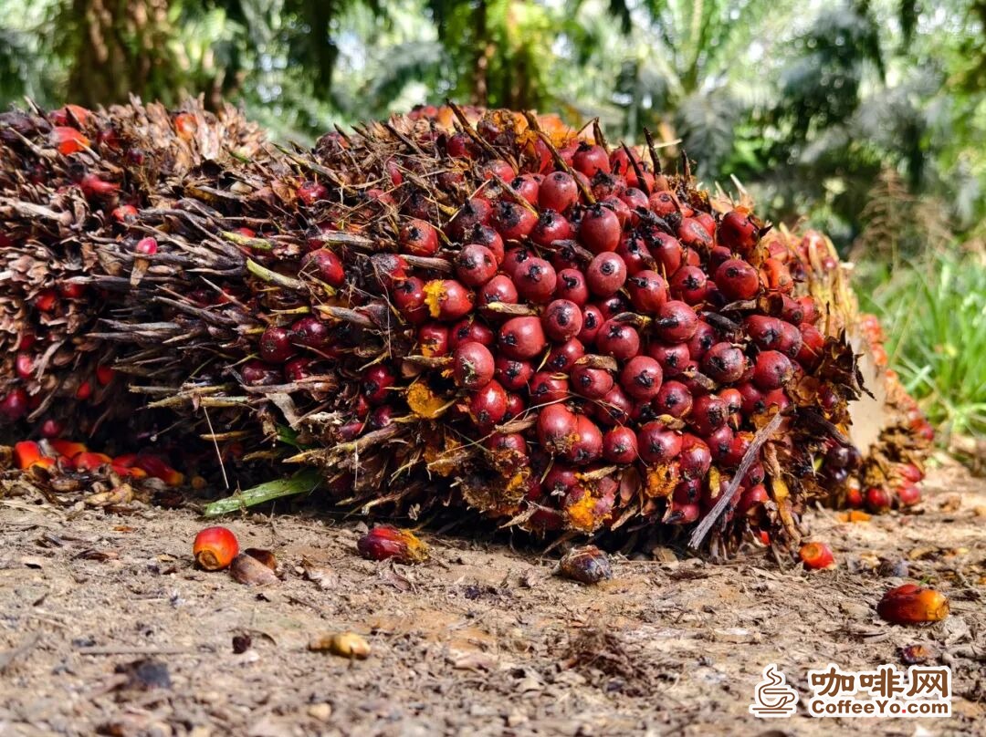 Robusta coffee cherries on the branch