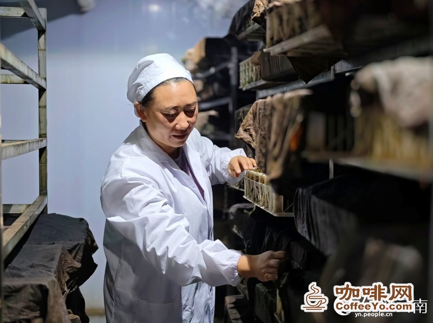 Staff checking tea fermentation in Changning county