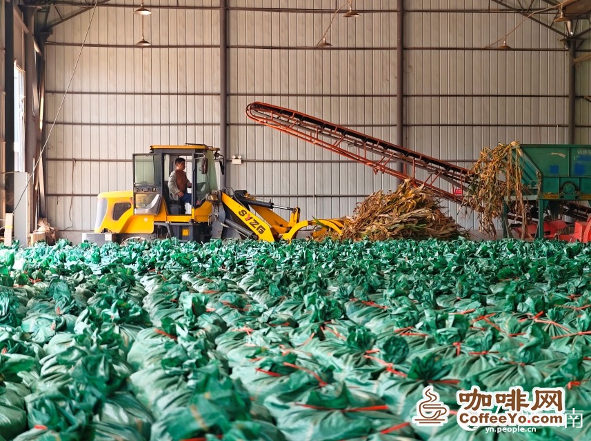 Corn stalks being processed into silage feed