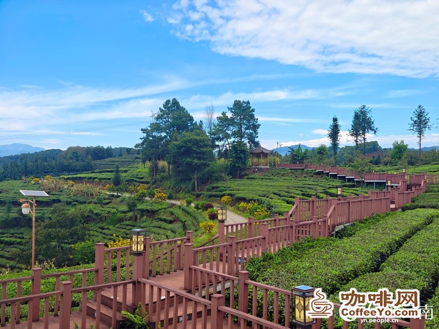 Xinzhai coffee estate in Baoshan