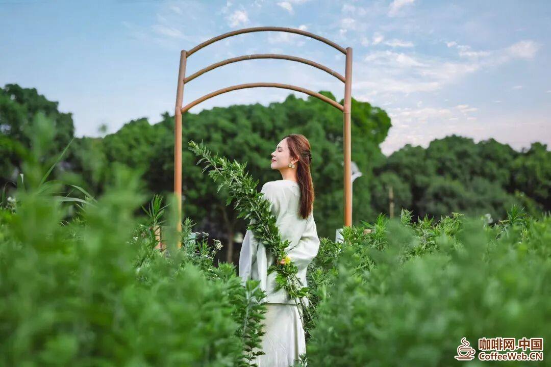 割艾草、喝艾草咖啡，闵行这片“一人高”的艾草园火了