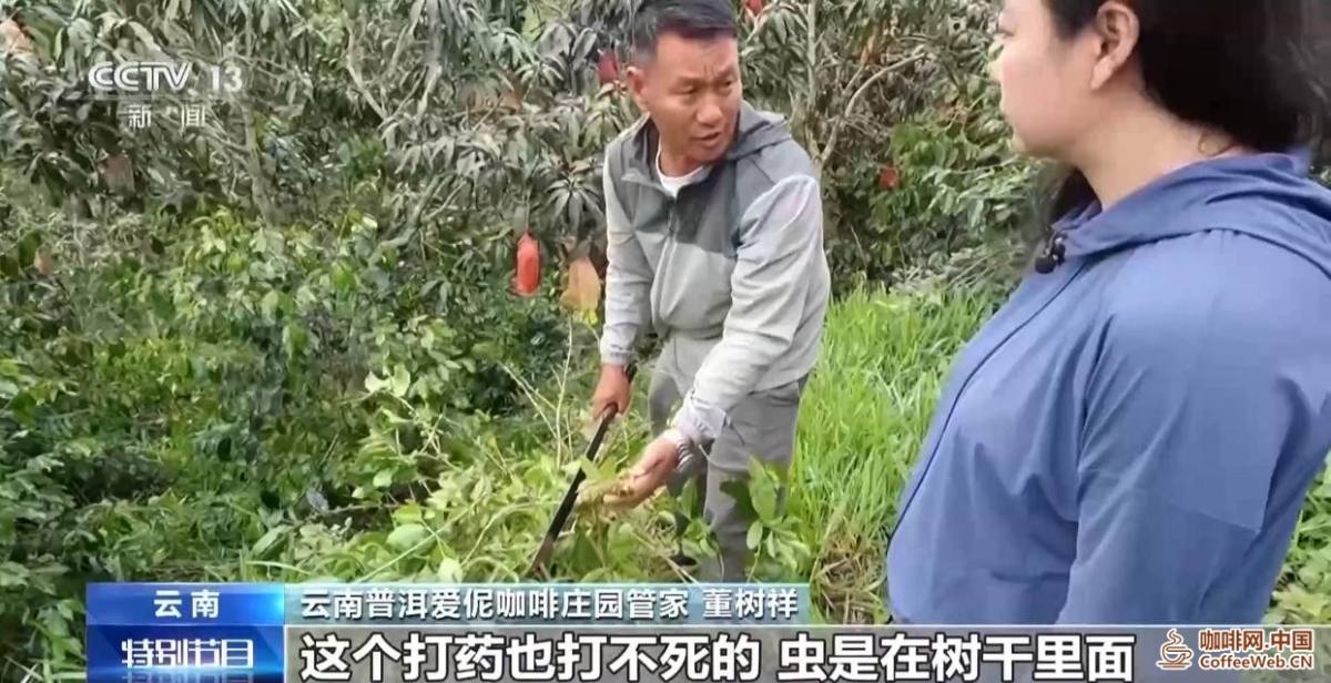 按吨卖→按杯卖，云南精品咖啡香飘世界