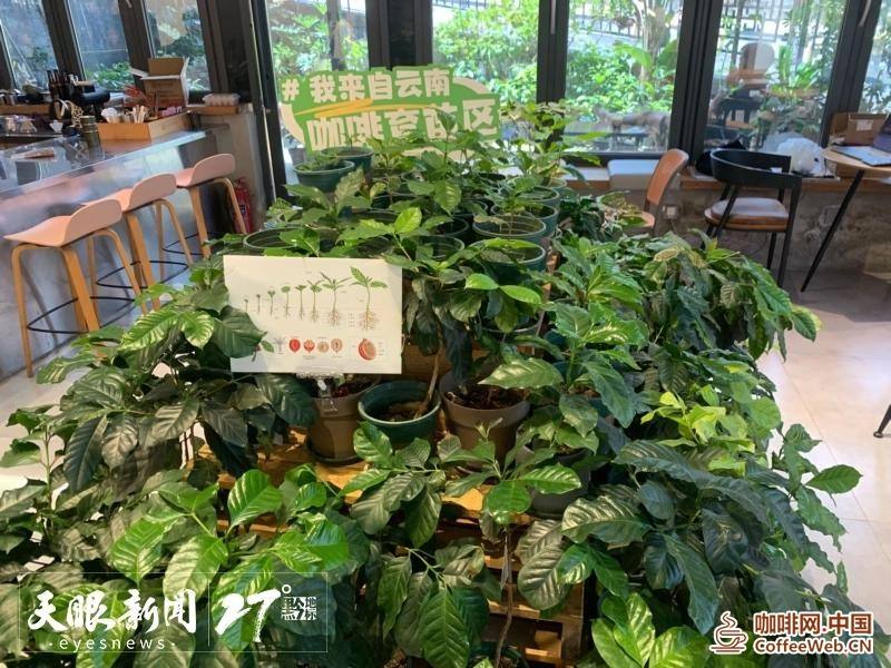 「经营主体看贵州营商环境」吾界咖啡主理人强华:咖啡产业发展土壤越来越好