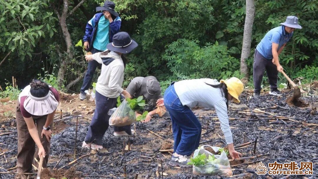 种下五万株新苗!铜厂乡咖啡试种解锁增收新赛道